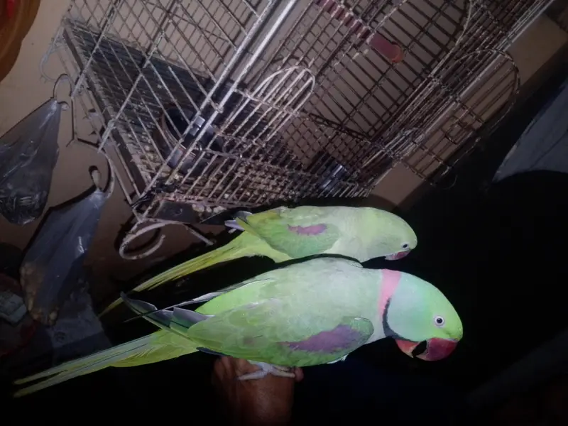 pahari talking hand tam — photo 5