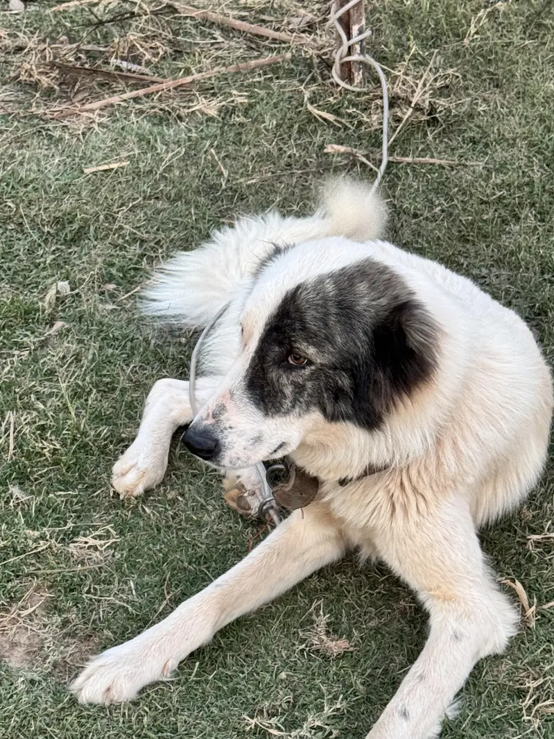 Afghanistan kuchi — photo 4