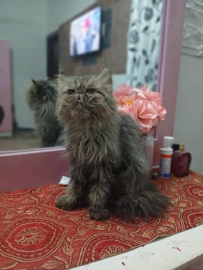  Beautiful 3-Year-Old Persian Peke-Face Male