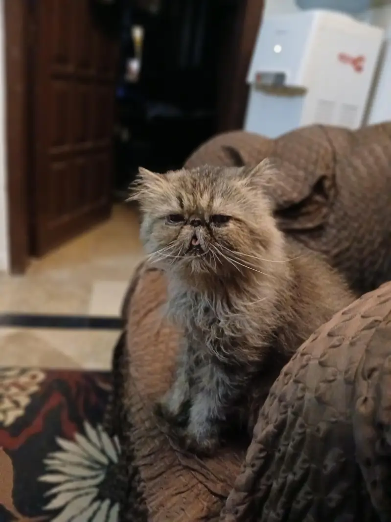  Beautiful 3-Year-Old Persian Peke-Face Male — photo 2