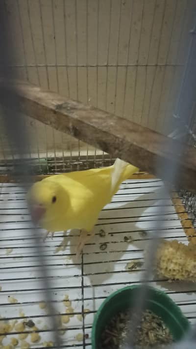 yellow and blue ring neck