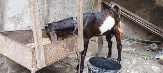 bakra ha Lana to what's app Ajo