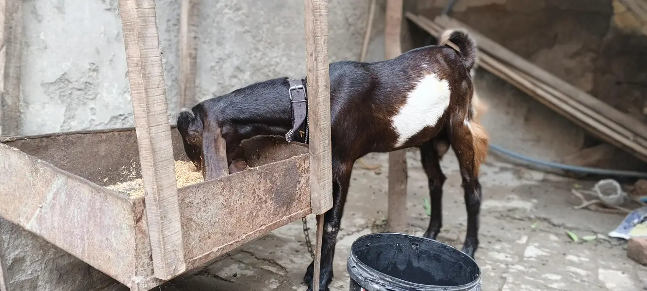 bakra ha Lana to what's app Ajo — photo 2