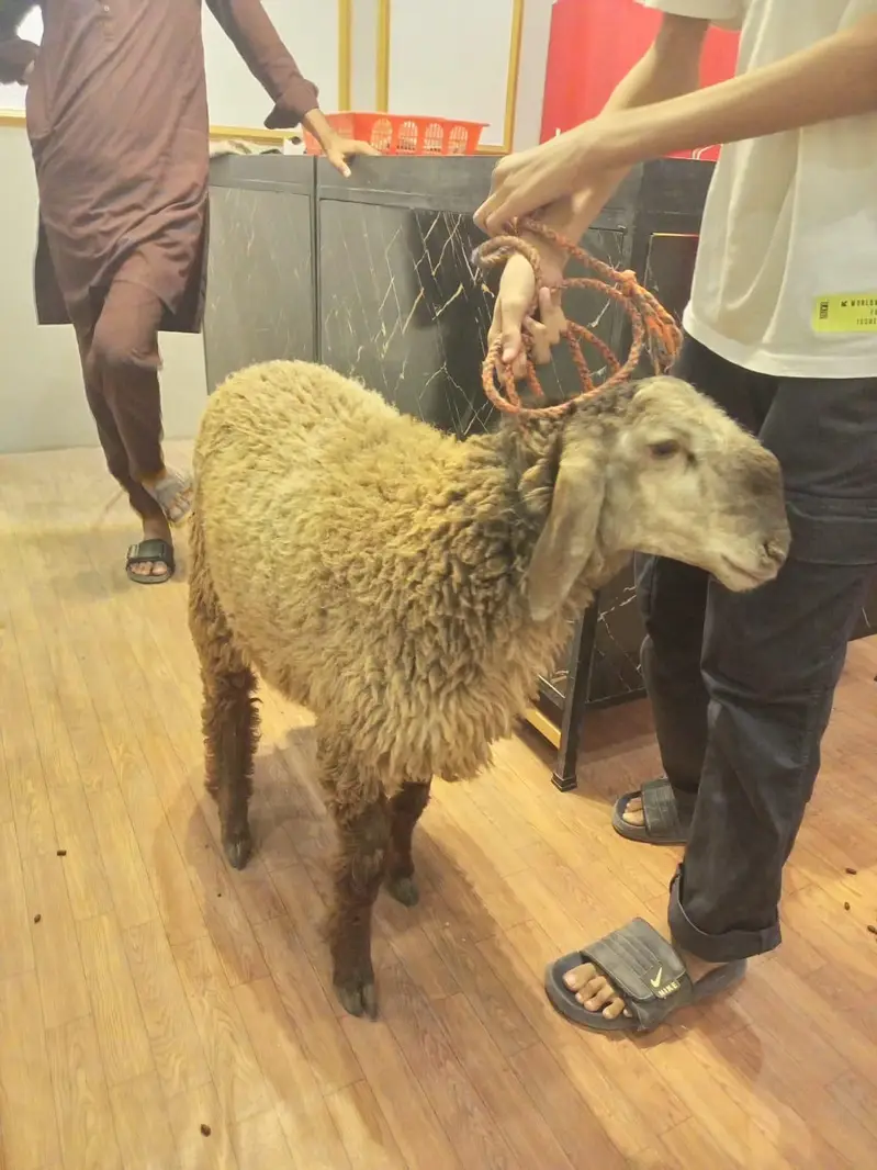 Dumba Pure Khare (Asli Aur Nasli) — photo 2