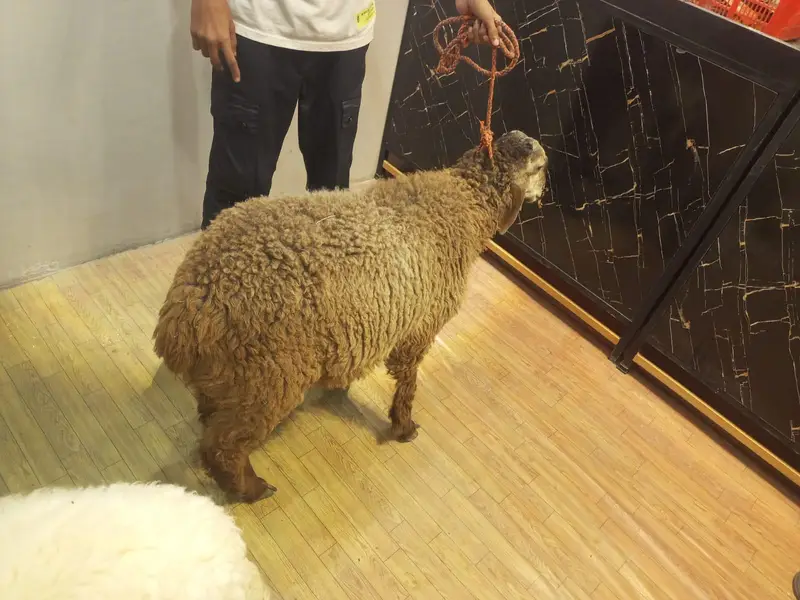 Dumba Pure Khare (Asli Aur Nasli) — photo 4