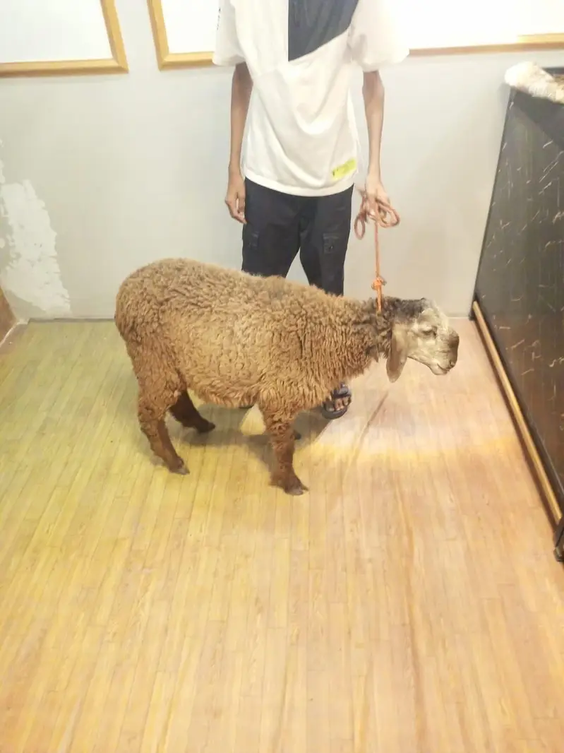 Dumba Pure Khare (Asli Aur Nasli) — photo 5