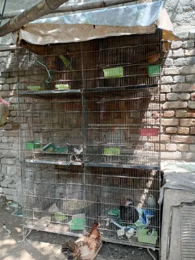 6 portion cage