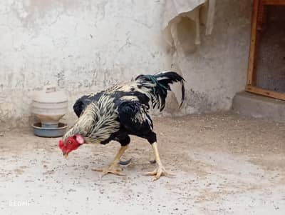 Aseel Desi Rooster Java  for Sale – Healthy & Active