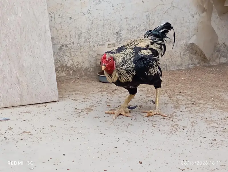 Aseel Desi Rooster Java  for Sale – Healthy & Active — photo 2