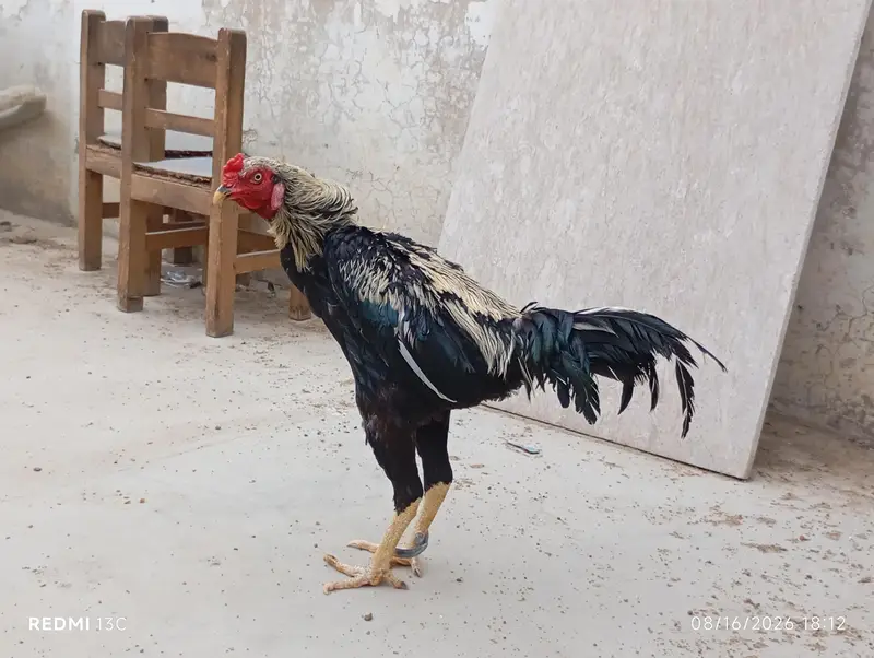 Aseel Desi Rooster Java  for Sale – Healthy & Active — photo 3