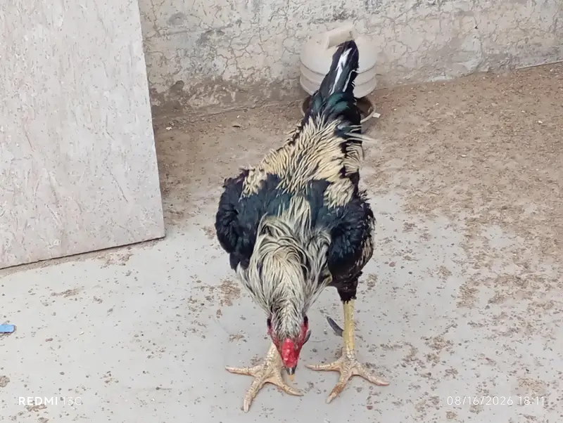 Aseel Desi Rooster Java  for Sale – Healthy & Active — photo 4
