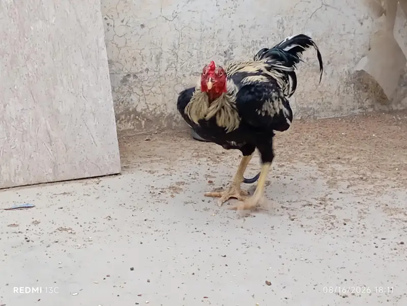 Aseel Desi Rooster Java  for Sale – Healthy & Active — photo 5