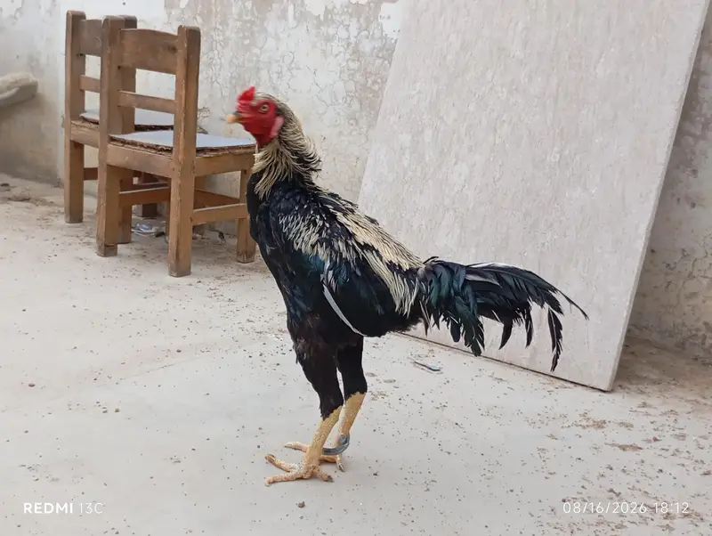 Aseel Desi Rooster Java  for Sale – Healthy & Active — photo 6