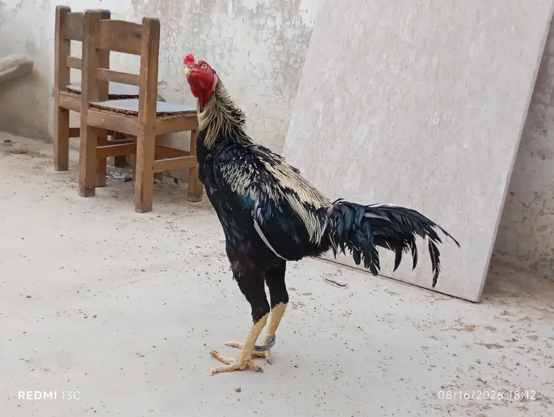 Aseel Desi Rooster Java  for Sale – Healthy & Active — photo 7