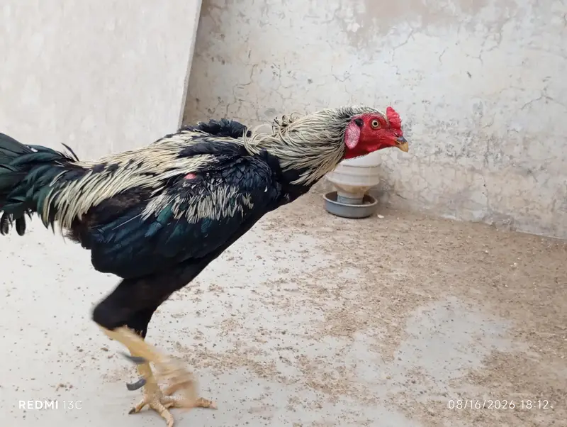 Aseel Desi Rooster Java  for Sale – Healthy & Active — photo 8