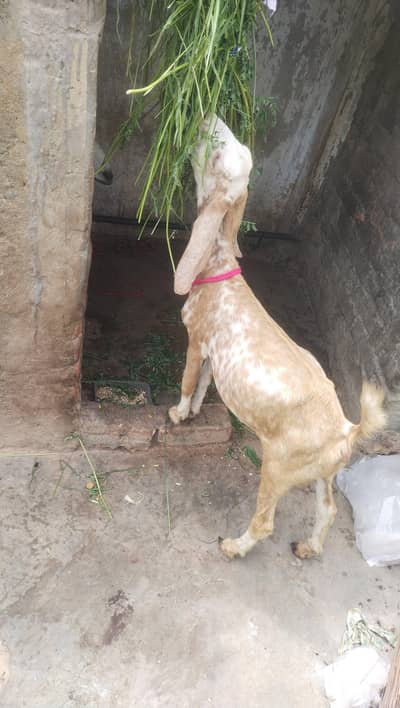 makka chini female age 3 month