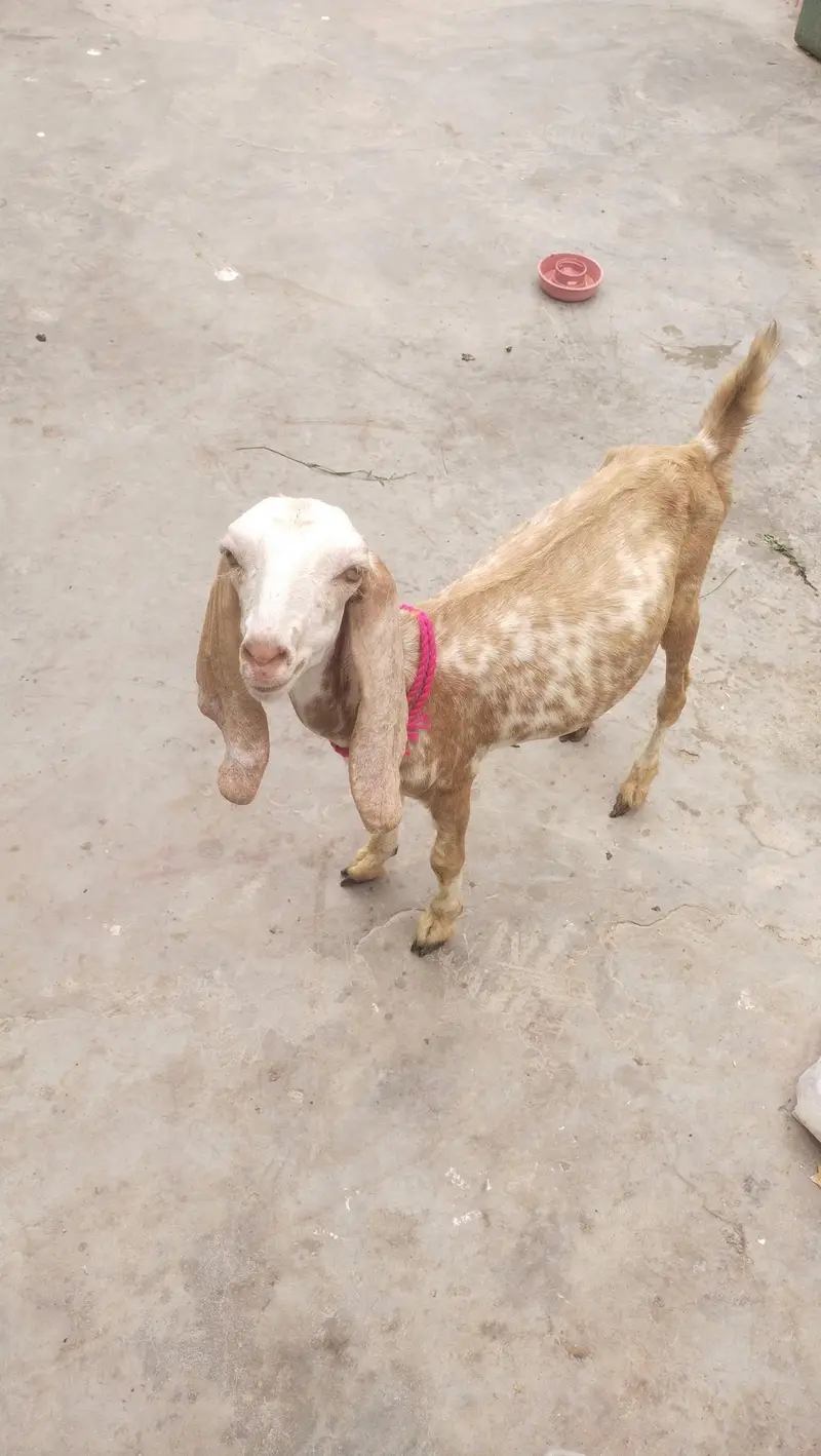 makka chini female age 3 month — photo 3