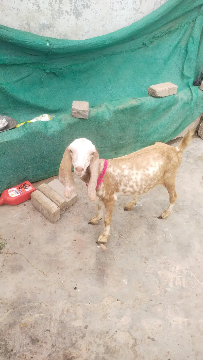 makka chini female age 3 month — photo 4
