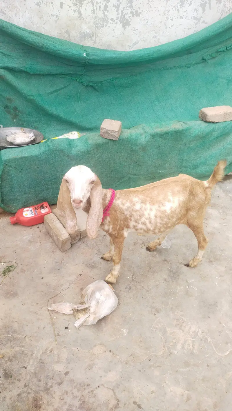 makka chini female age 3 month — photo 5