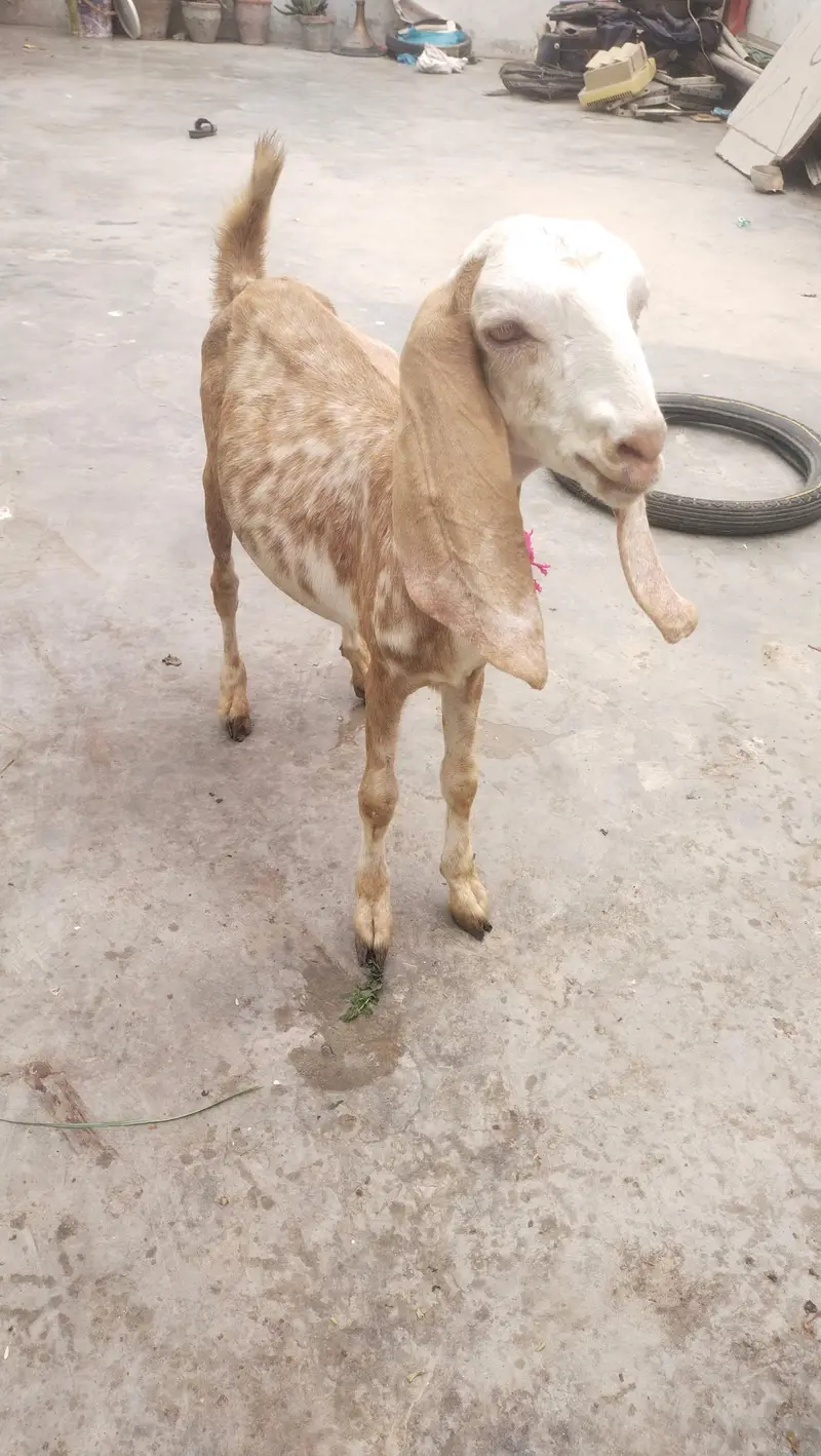 makka chini female age 3 month — photo 7