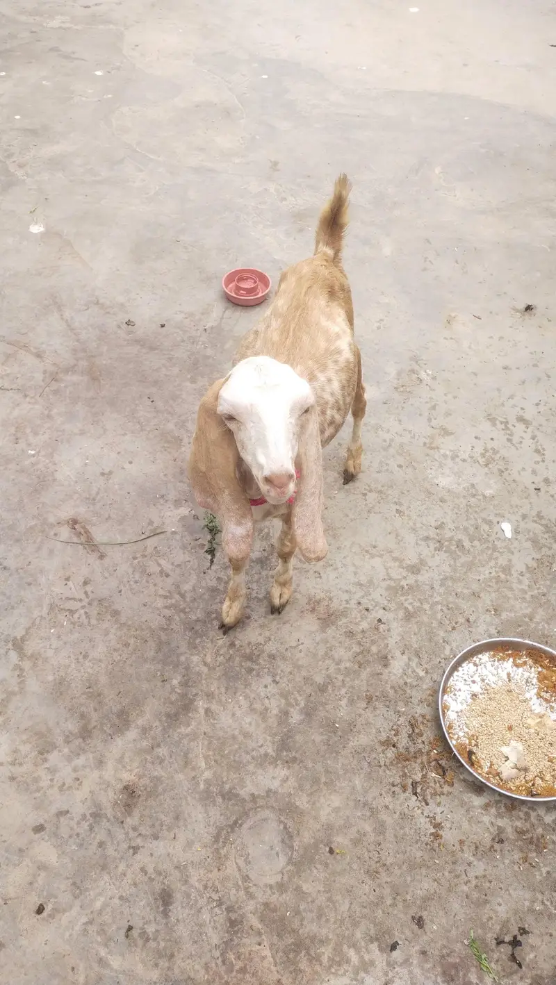 makka chini female age 3 month — photo 9