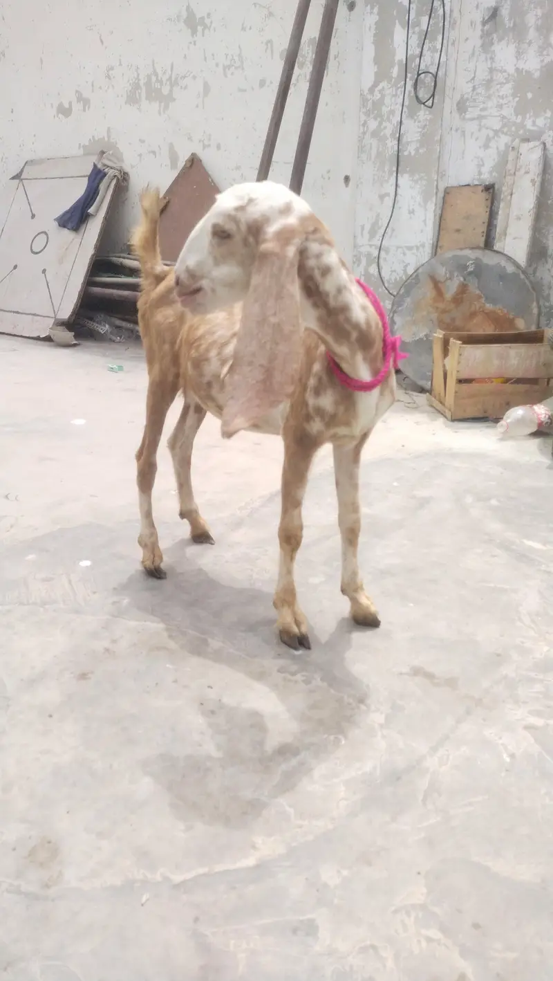 makka chini female age 3 month — photo 10