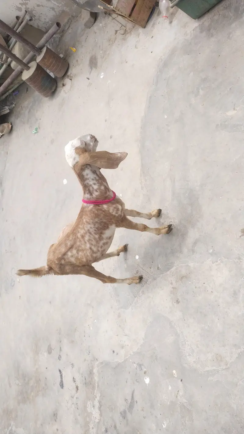 makka chini female age 3 month — photo 11