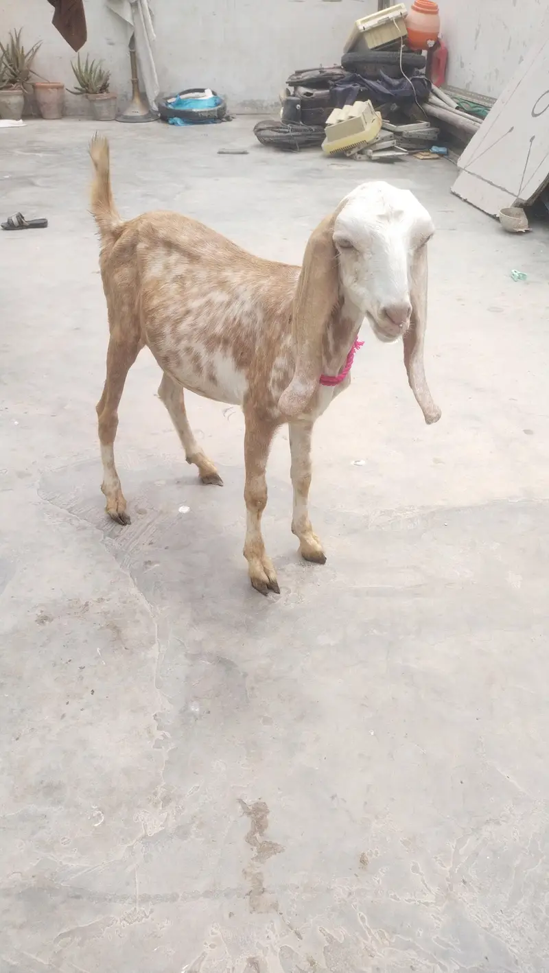 makka chini female age 3 month — photo 12