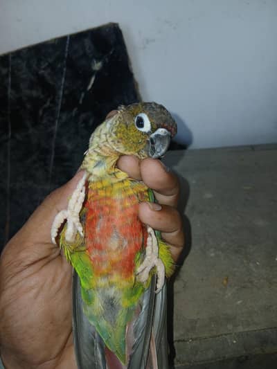 Conure Parrot Pair for Sale – Healthy Pair
