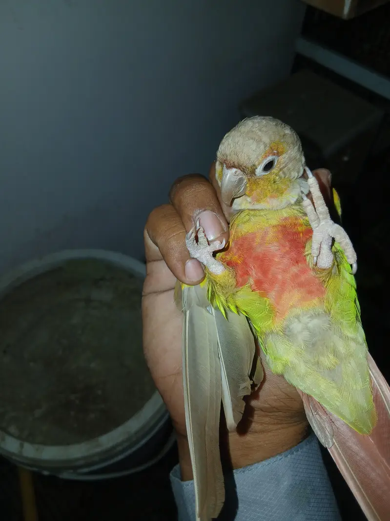 Conure Parrot Pair for Sale – Healthy Pair — photo 2