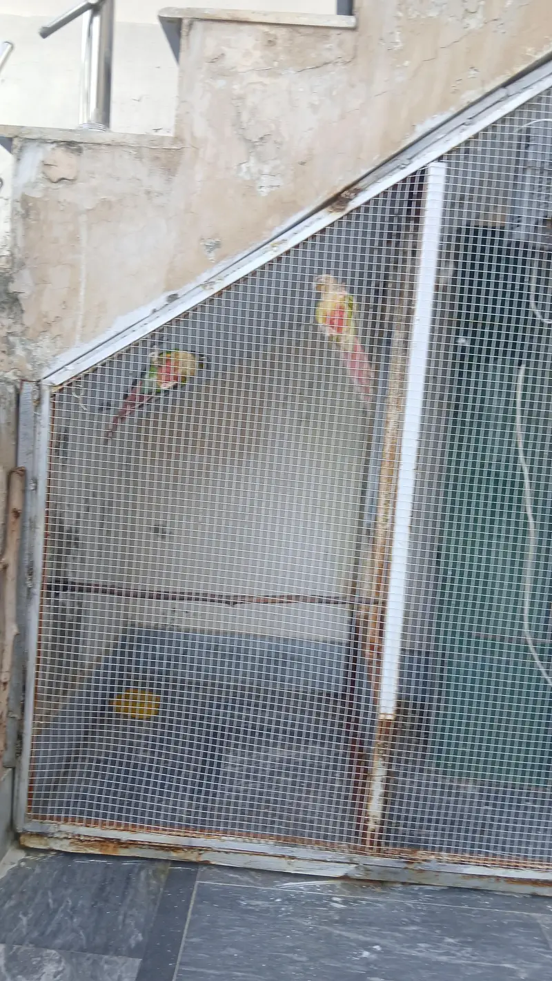 Conure Parrot Pair for Sale – Healthy Pair — photo 3