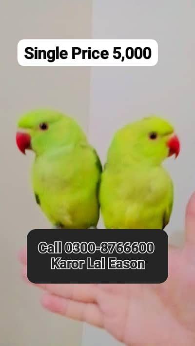 2 Parrots 