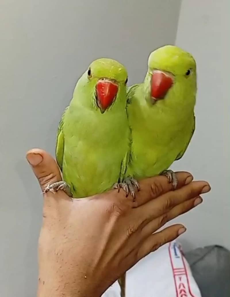 2 Parrots  1