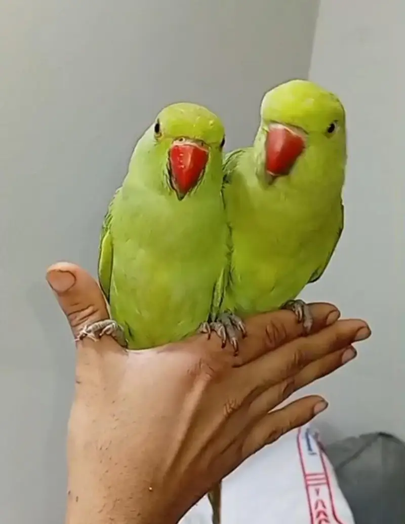 2 Parrots  — photo 2
