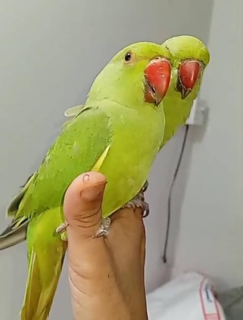 2 Parrots  2