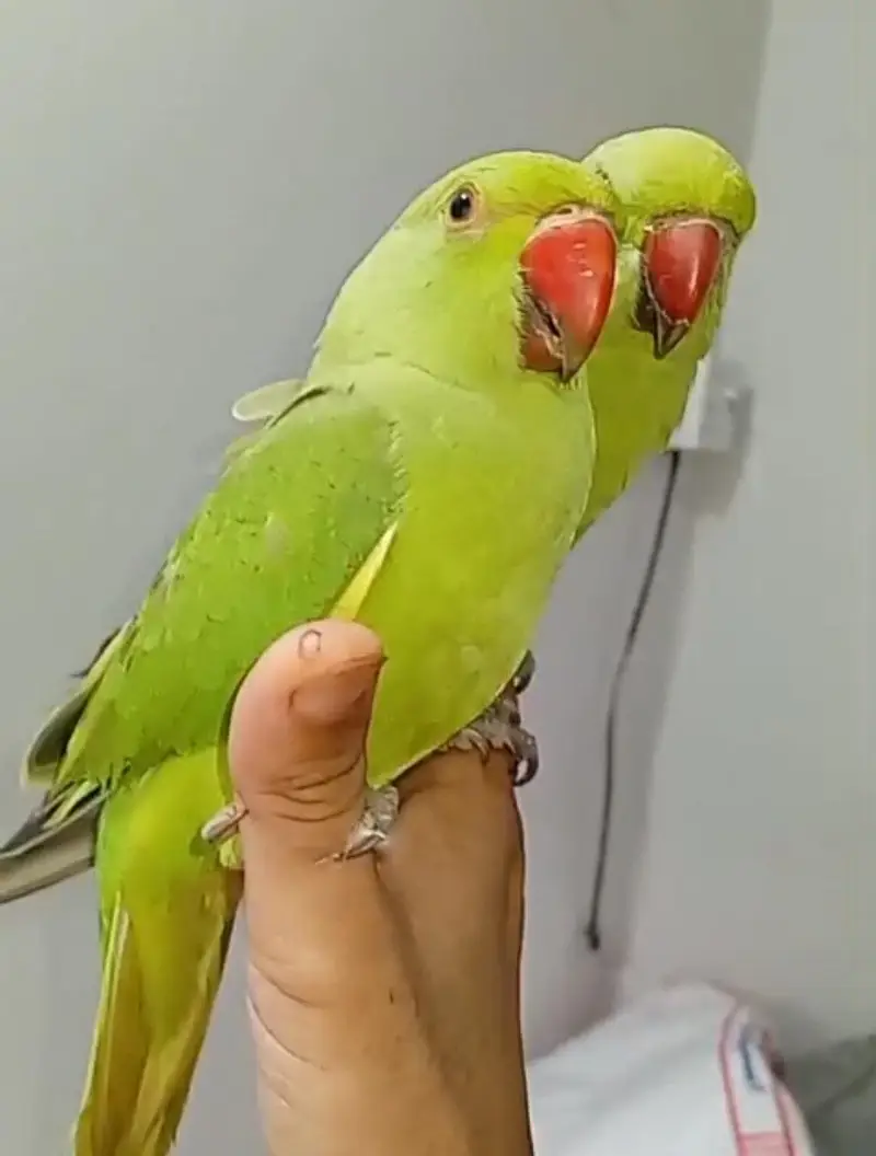 2 Parrots  — photo 3
