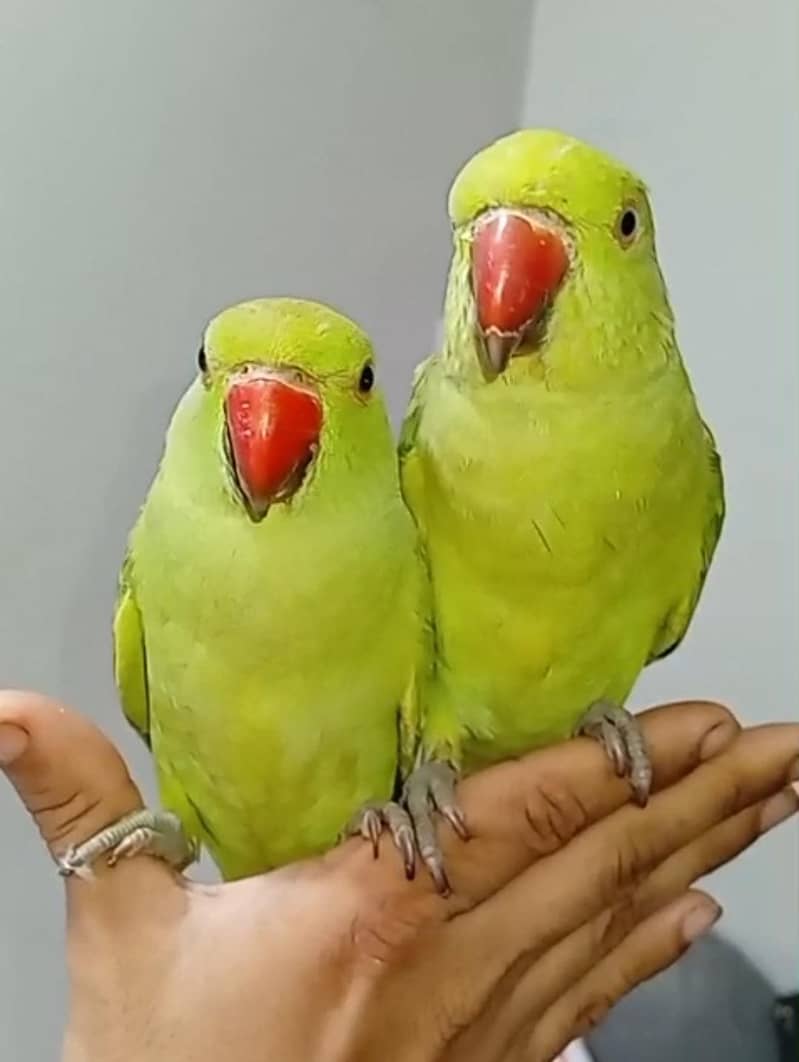 2 Parrots  3