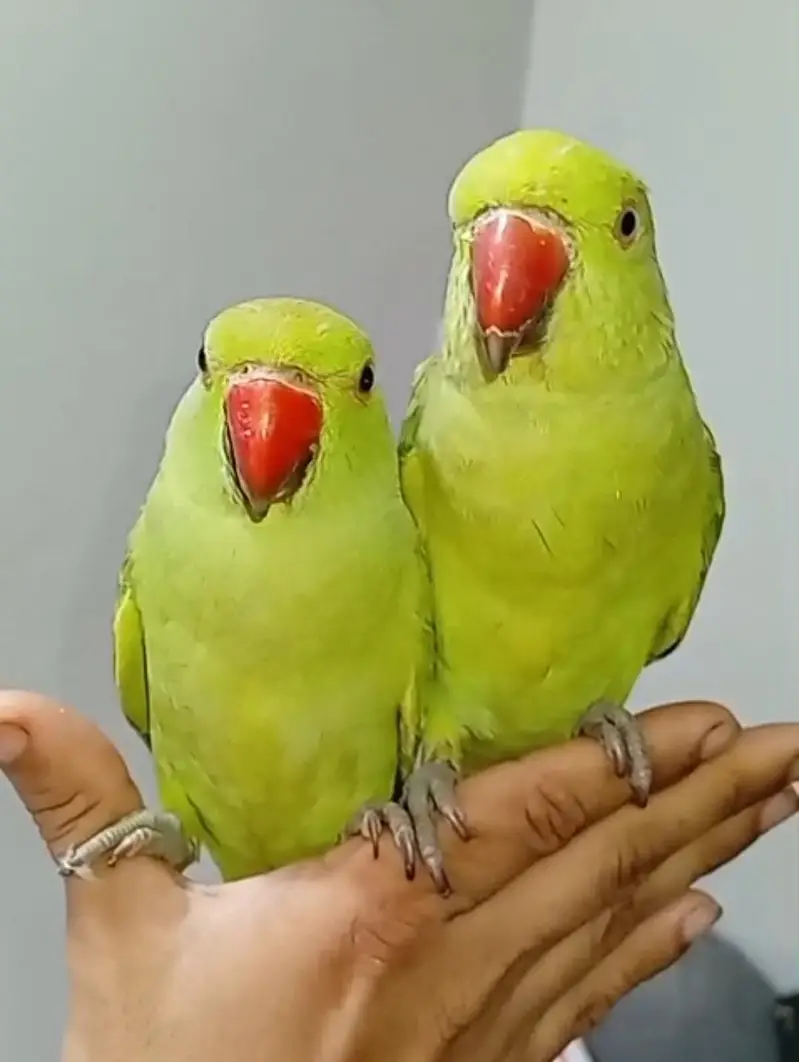 2 Parrots  — photo 4