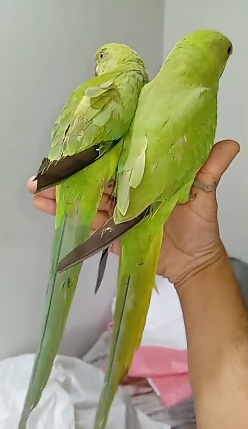 2 Parrots  4
