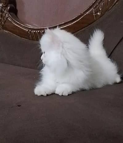 03195274039persian kitten 3tripel coat extra doll face