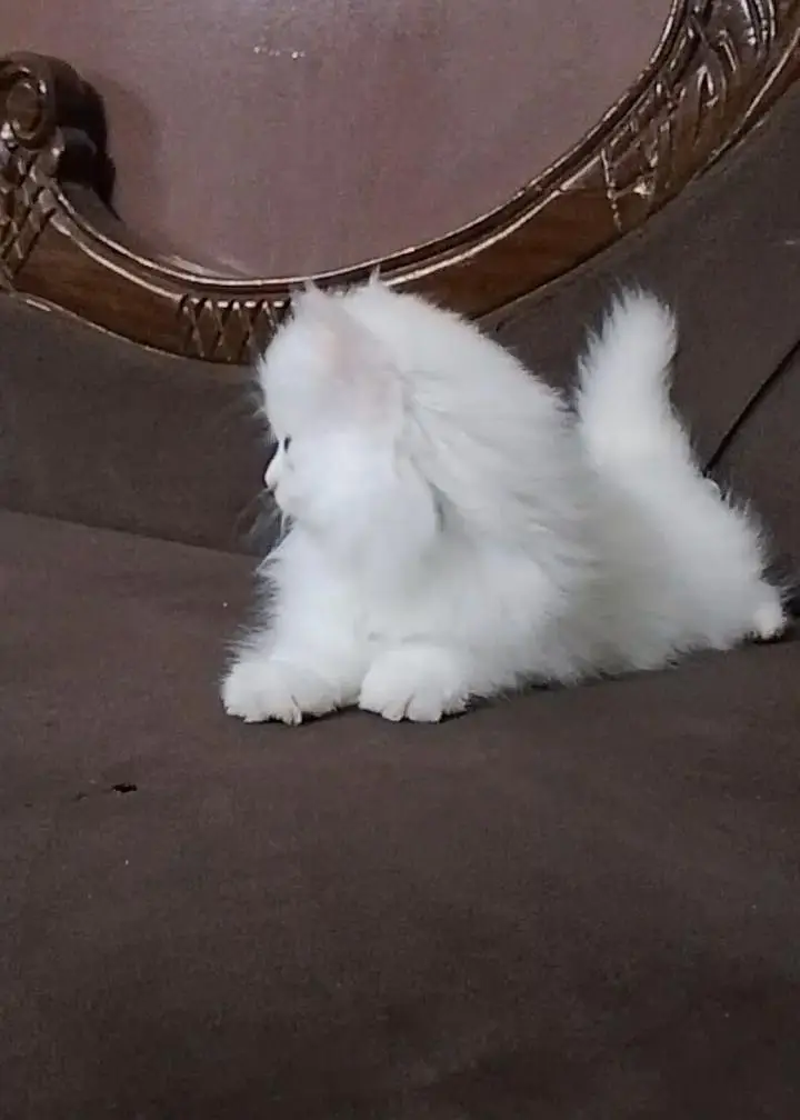 03195274039persian kitten 3tripel coat extra doll face — photo 2
