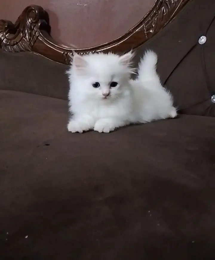 03195274039persian kitten 3tripel coat extra doll face — photo 3