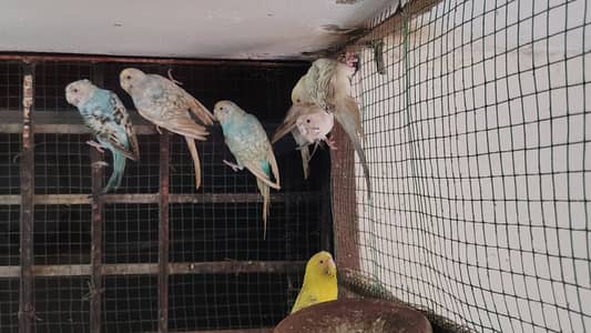 Healthy Budgies & Red-Eye Budgies for Sale – Beautiful & Active Birds