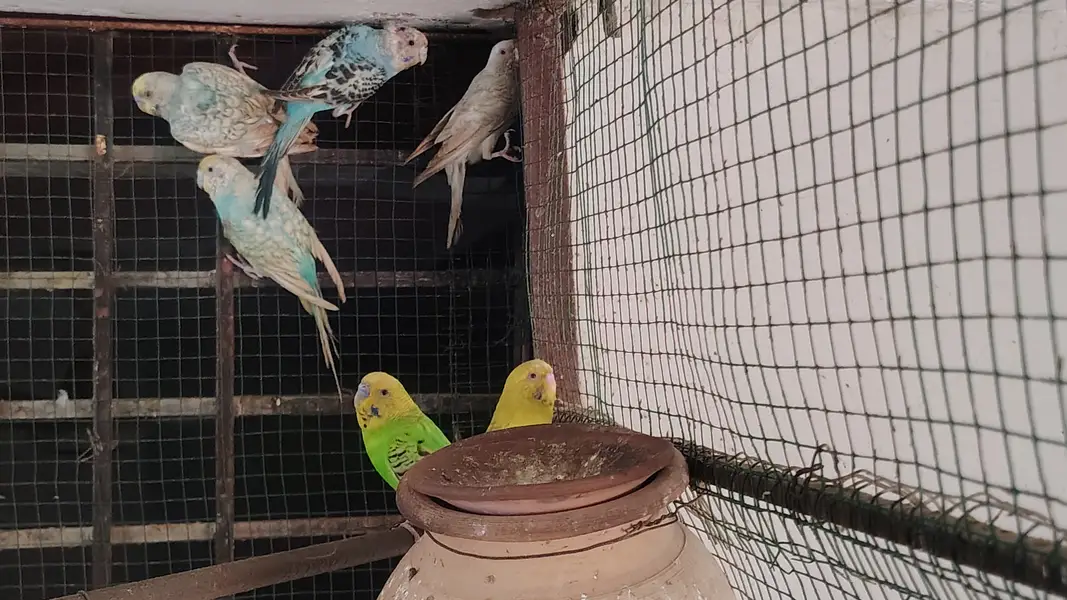 Healthy Budgies & Red-Eye Budgies for Sale – Beautiful & Active Birds — photo 2