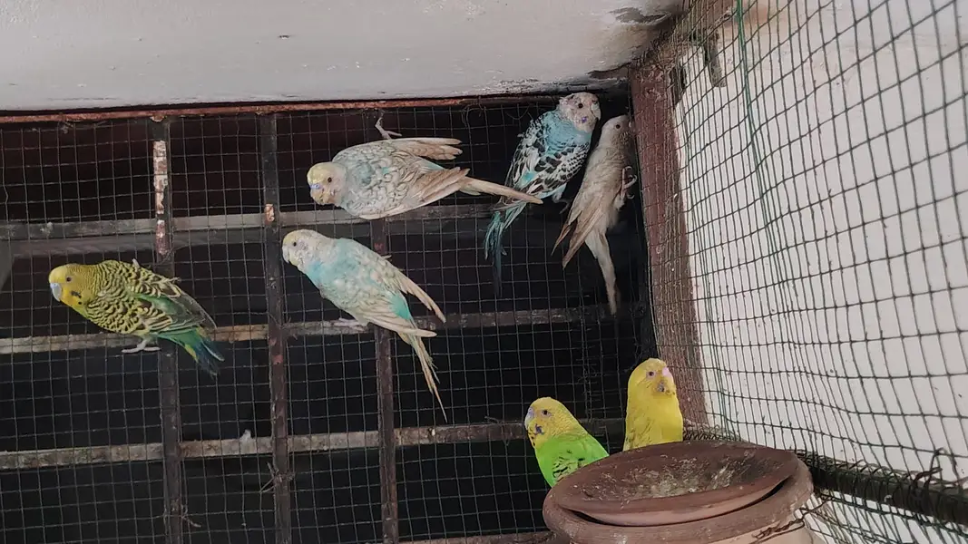 Healthy Budgies & Red-Eye Budgies for Sale – Beautiful & Active Birds — photo 3