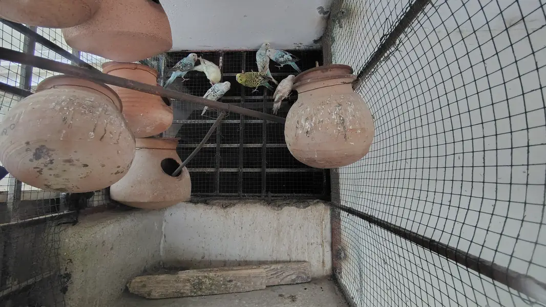 Healthy Budgies & Red-Eye Budgies for Sale – Beautiful & Active Birds — photo 4