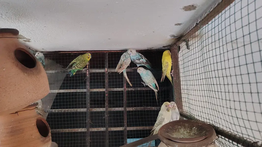 Healthy Budgies & Red-Eye Budgies for Sale – Beautiful & Active Birds — photo 5