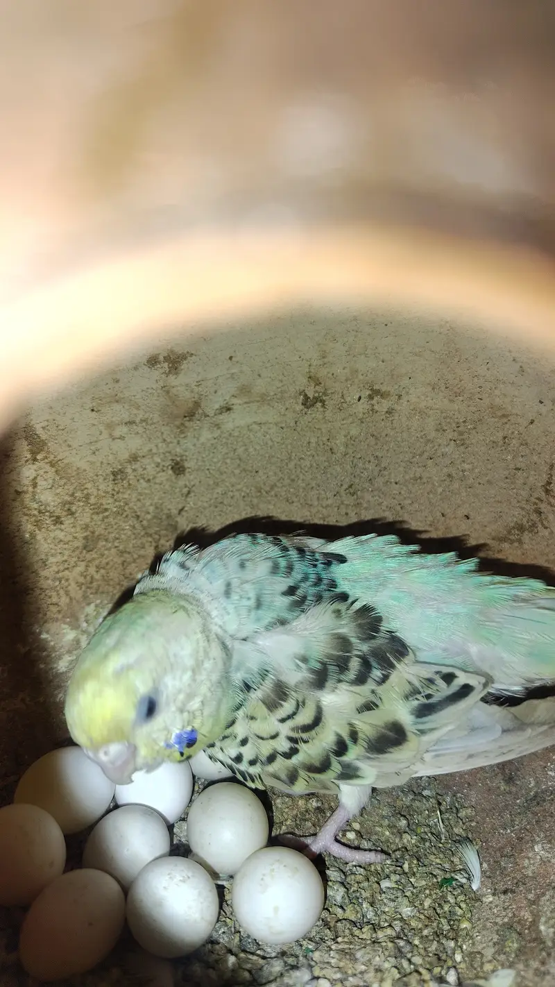 Healthy Budgies & Red-Eye Budgies for Sale – Beautiful & Active Birds — photo 6