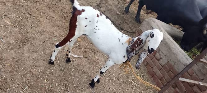 breed,Dasi