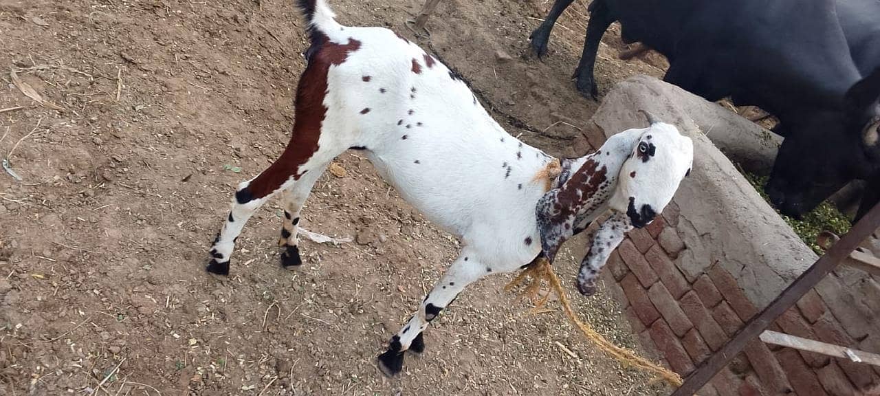 breed,Dasi 0
